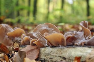 Auricularia